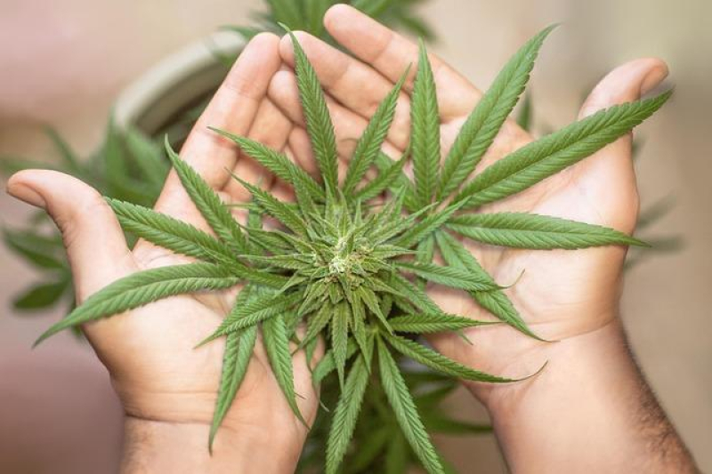 Cultivating Inclusivity: Social Equity in Cannabis