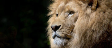 Green Growth: Exploring Africa’s Emerging Cannabis Markets