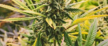 Cannabis Reassign: Federal Rescheduling Sparks Debate