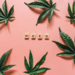 Guarding Your Ganja: Strategies for Preventing Mold in Cannabis Plants