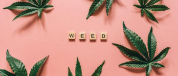 Guarding Your Ganja: Strategies for Preventing Mold in Cannabis Plants