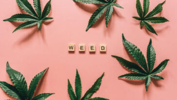 Guarding Your Ganja: Strategies for Preventing Mold in Cannabis Plants