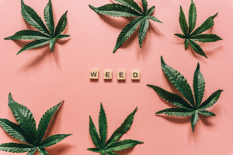 Guarding Your Ganja: Strategies for Preventing Mold in Cannabis Plants