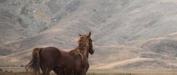 High Art: Exploring Cannabis-Inspired Movements