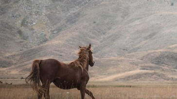 High Art: Exploring Cannabis-Inspired Movements