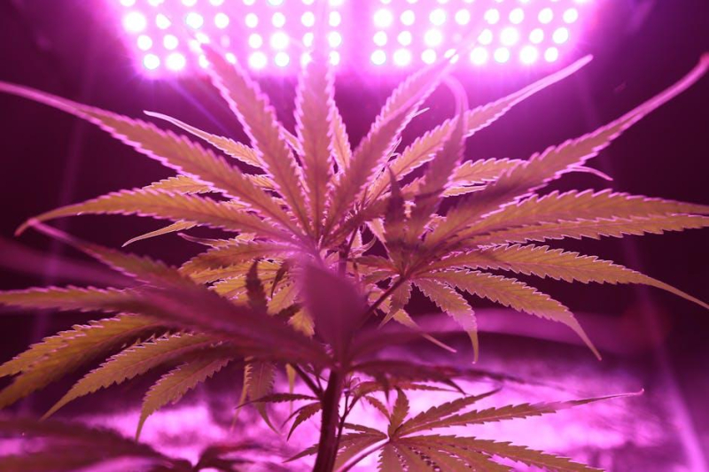 Cultivating Calm: Best Cannabis for Microdosing