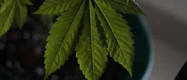 Eco-Conscious: Exploring the Impact of Cannabis Cultivation on the Environment