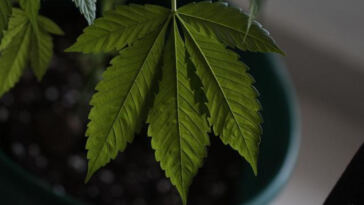 Eco-Conscious: Exploring the Impact of Cannabis Cultivation on the Environment