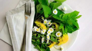 Plant-Based Pot: The Surging Popularity of Vegan Cannabis Edibles