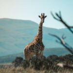 High Times: Top Cannabis Travel Spots in USA