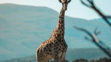 High Times: Top Cannabis Travel Spots in USA