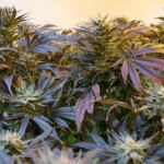 Cultivating Community: A Guide to Starting a Cannabis Garden