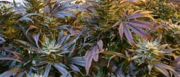 Cultivating Community: A Guide to Starting a Cannabis Garden