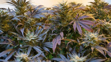 Cultivating Community: A Guide to Starting a Cannabis Garden