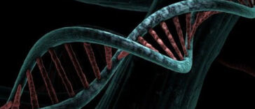 The Potent Pull of Weed Genetics