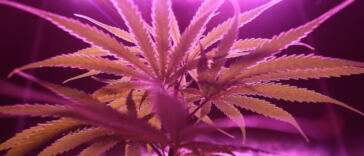 Enlightenment in Smoke: Cannabis and Spiritual Exploration
