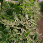 Unlocking the Secrets to High Cannabis Yield