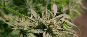 Unlocking the Secrets to High Cannabis Yield