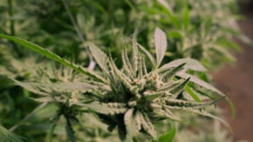 Unlocking the Secrets to High Cannabis Yield