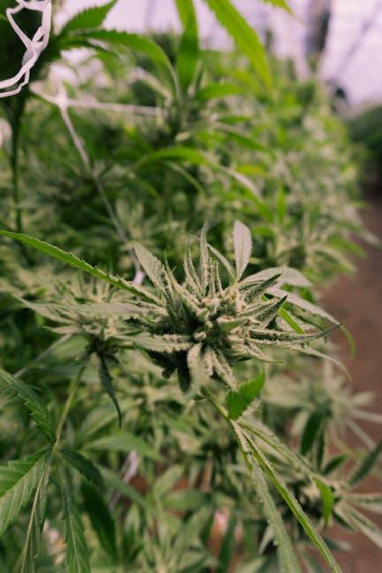 Unlocking the Secrets to High Cannabis Yield