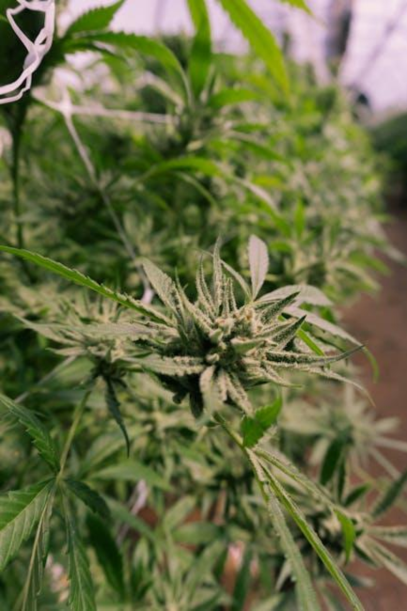Unlocking the Secrets to High Cannabis Yield