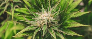 Uncovering Cannabis Lobbyists: A Closer Look
