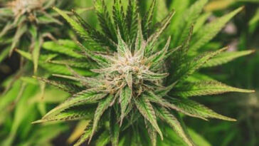 Uncovering Cannabis Lobbyists: A Closer Look