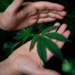 Green Harvest: Eco-Friendly Cannabis Farming Methods