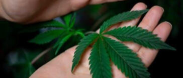 Green Harvest: Eco-Friendly Cannabis Farming Methods