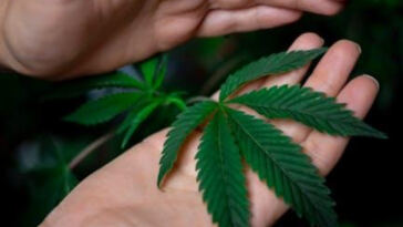 Green Harvest: Eco-Friendly Cannabis Farming Methods