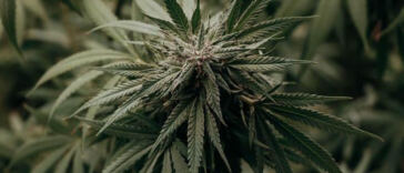 Exploring the Contrasts: Cannabis vs. Psychedelic Highs