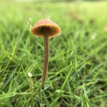 Unlock Your Potential: Top Strains for Creativity & Focus