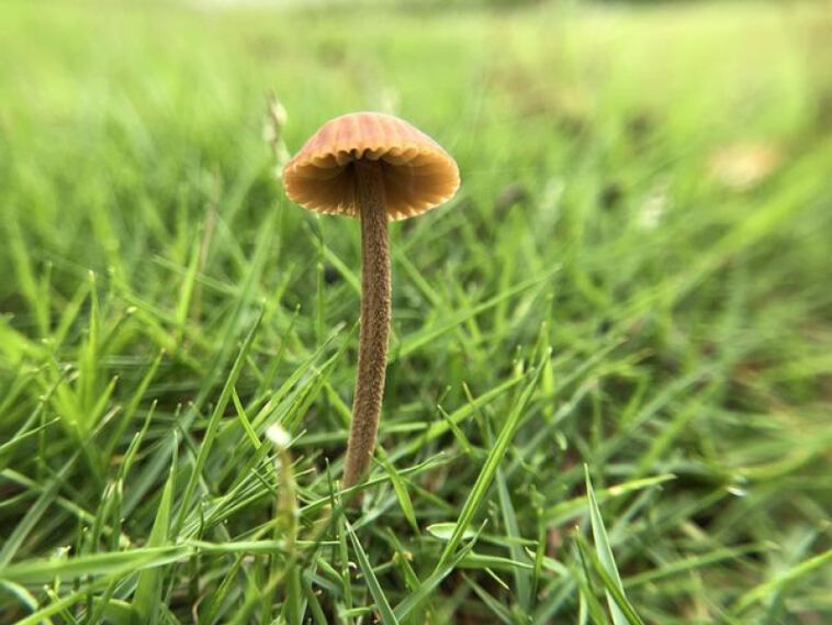 Unlock Your Potential: Top Strains for Creativity & Focus