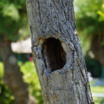 Zen in a Leaf: Top Cannabis Strains to Calm Anxiety