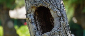 Zen in a Leaf: Top Cannabis Strains to Calm Anxiety