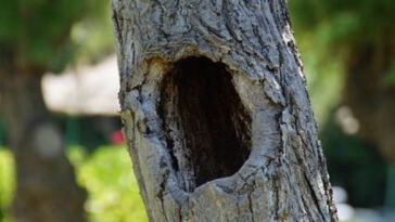 Zen in a Leaf: Top Cannabis Strains to Calm Anxiety