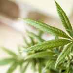 The Ultimate Guide to Global Ganja Getaways