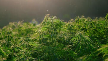 Merging Realms: Cannabis and Psychedelics in the Legal Landscape