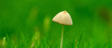 Mindful Evaluation of Different Cannabis Strains