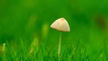 Mindful Evaluation of Different Cannabis Strains