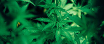 The Tasty Influence of Cannabis on Food Flavors