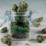 Unveiling the Mysteries of Strain Aroma: A Scientific Exploration