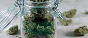 Unveiling the Mysteries of Strain Aroma: A Scientific Exploration