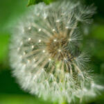 Wild Weed: Prepping Cannabis for Outdoor Excursions