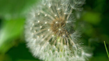 Wild Weed: Prepping Cannabis for Outdoor Excursions