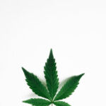 Cannabis Creations: Exciting Innovations in Products