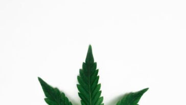 Cannabis Creations: Exciting Innovations in Products