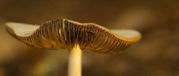 The Secret Partners: Mycorrhizal Fungi in Cannabis Cultivation