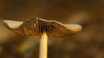 The Secret Partners: Mycorrhizal Fungi in Cannabis Cultivation