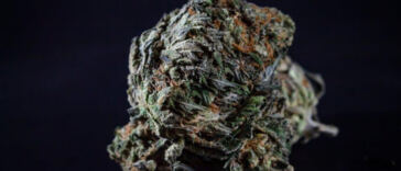 Exploring the Rise of Psychedelic Cannabis